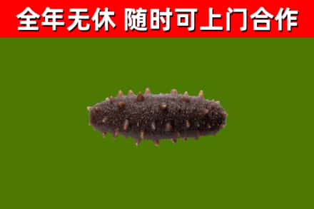 晋州市烟酒回收干海参.jpg